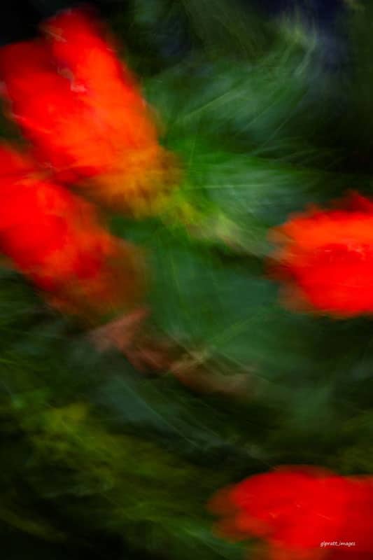 Red Floating in a Sea of Green by Gregory Pratt