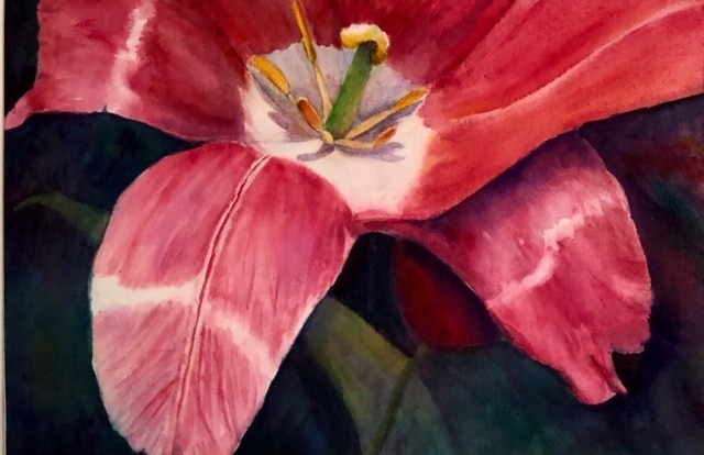 Rembrandt Tulip by RaeNell Spencer